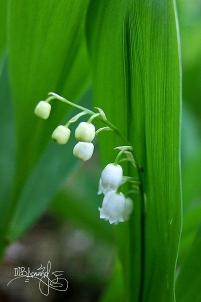 Фотовиставка Тетяни Должко